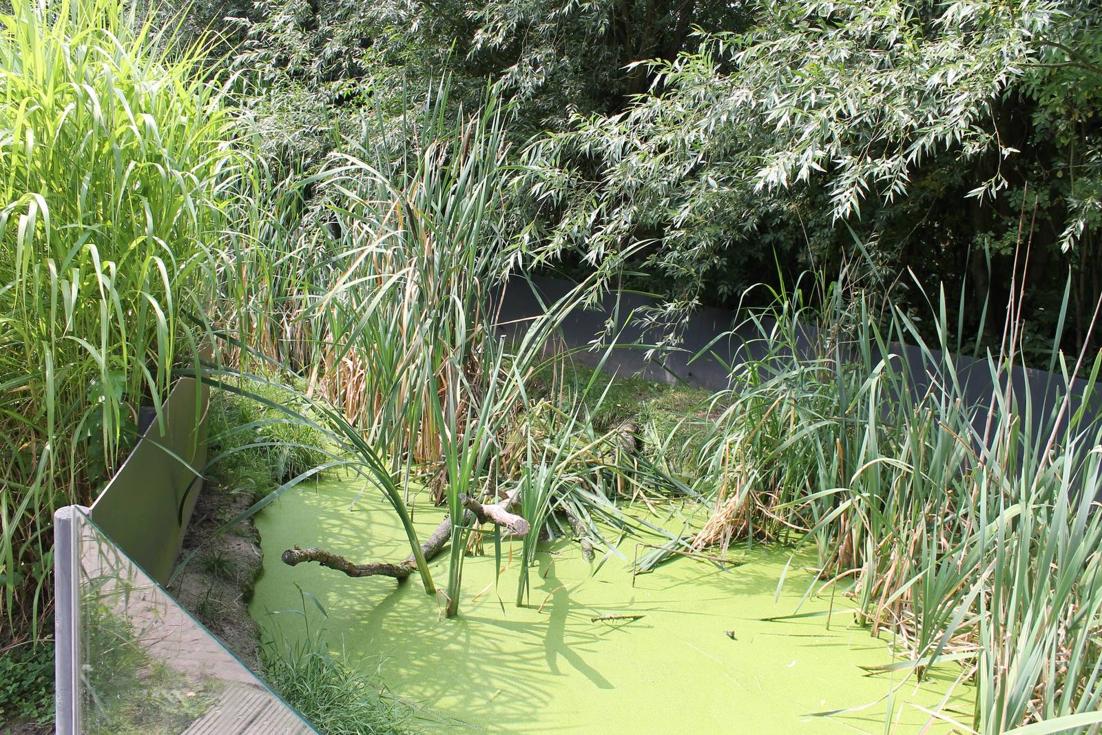 Enclosure Asian small-clawed otter