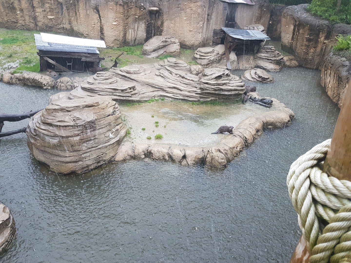 Enclosure Asian small-clawed otter