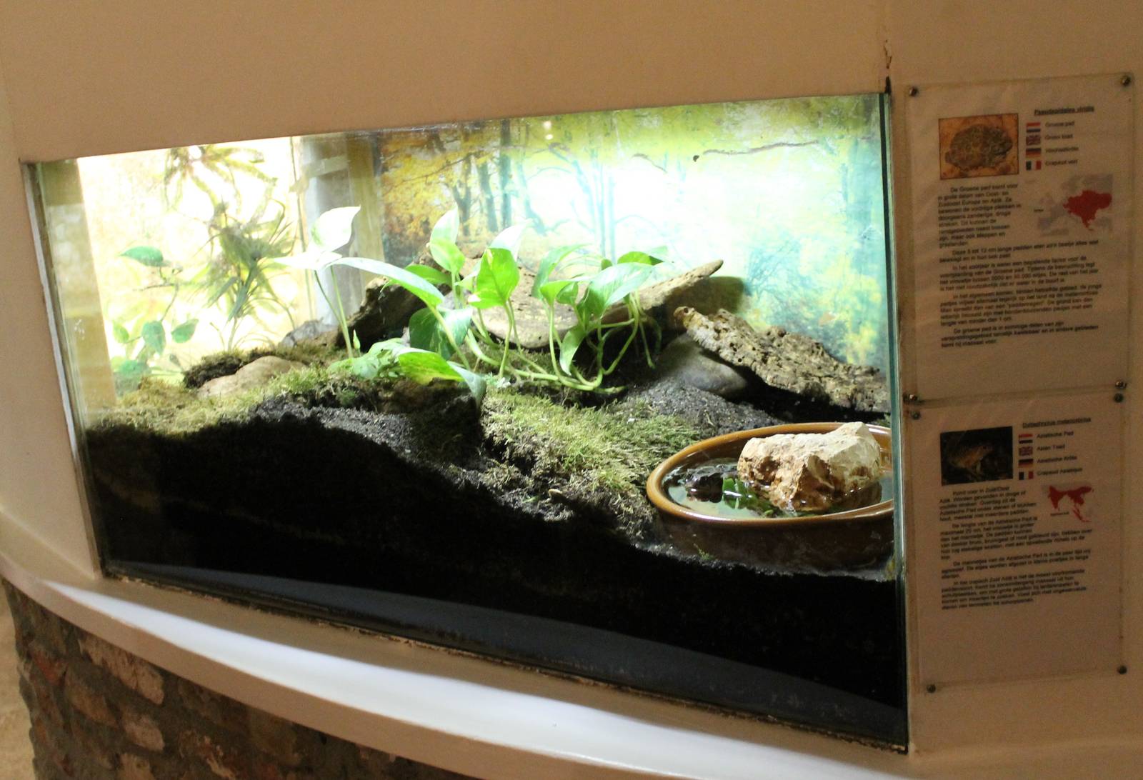 Enclosure Asian toad and Green toad