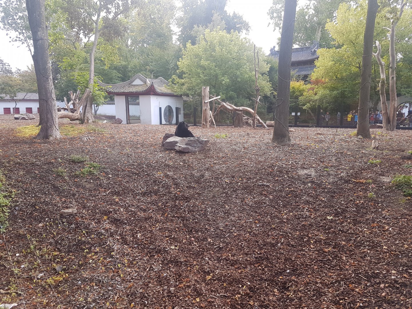 Enclosure Asiatic black bear