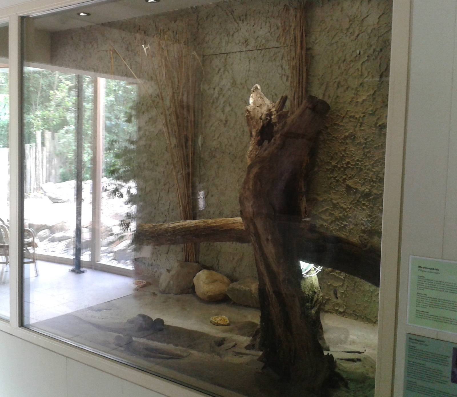 Enclosure Australian lizards