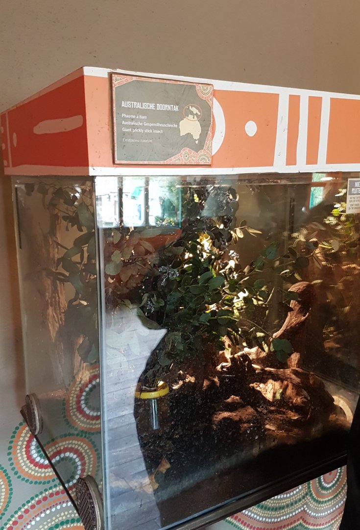 Enclosure Australian stick insect