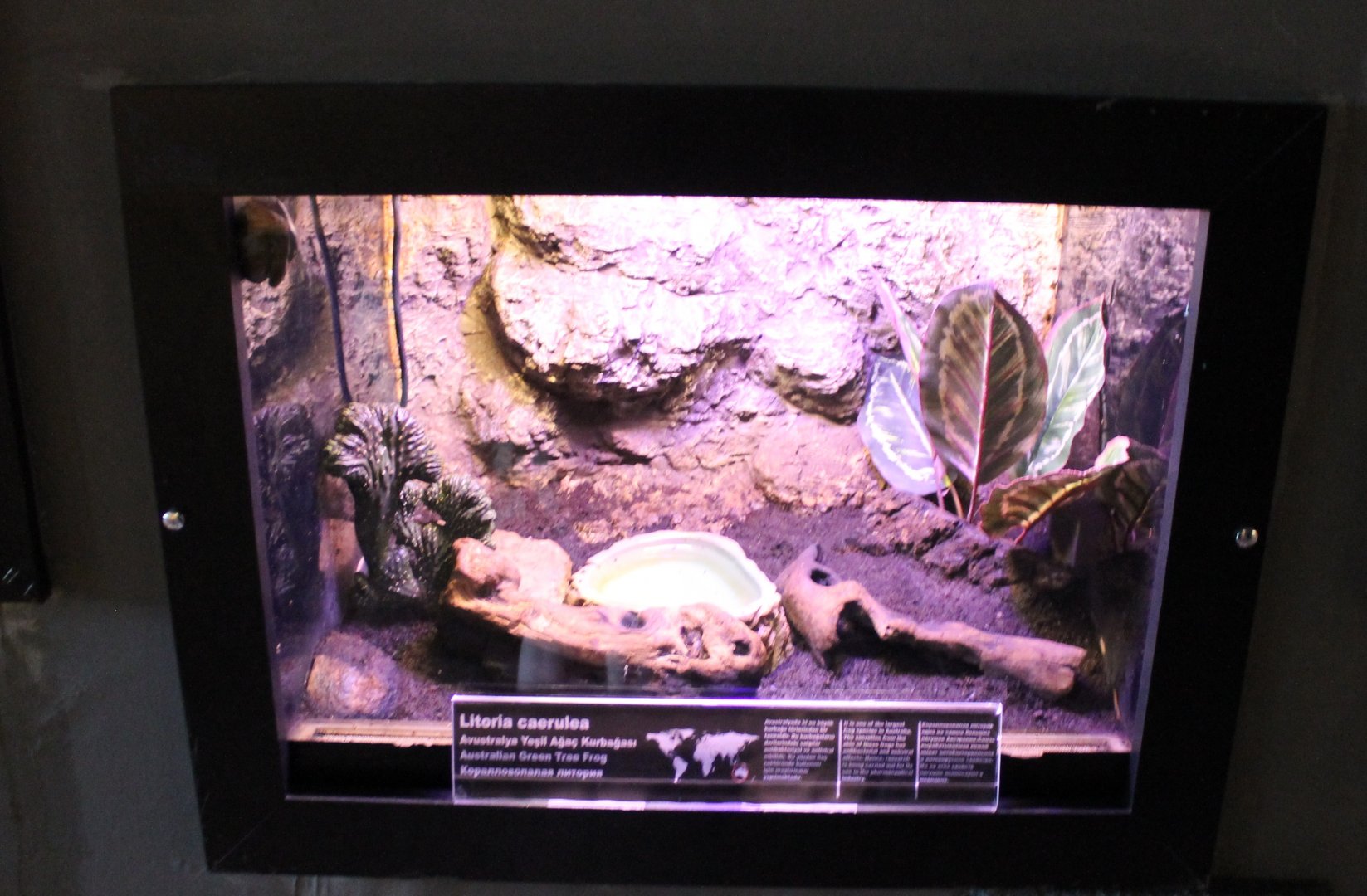 Enclosure Australian tree frog