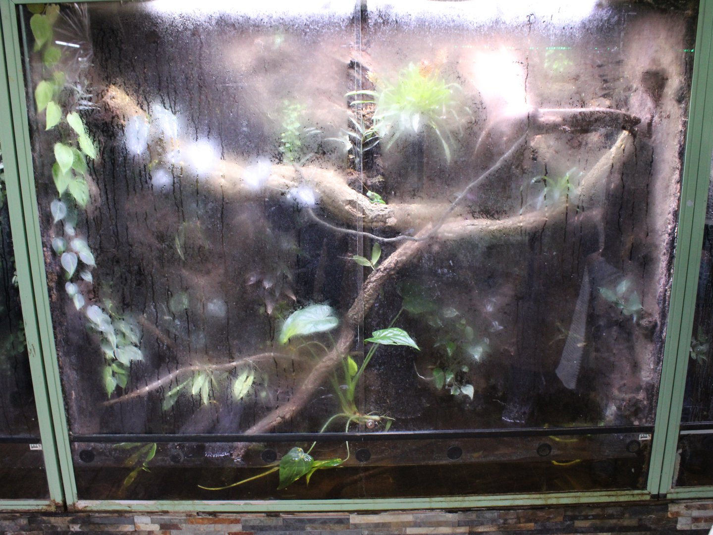 Enclosure Australian tree frog