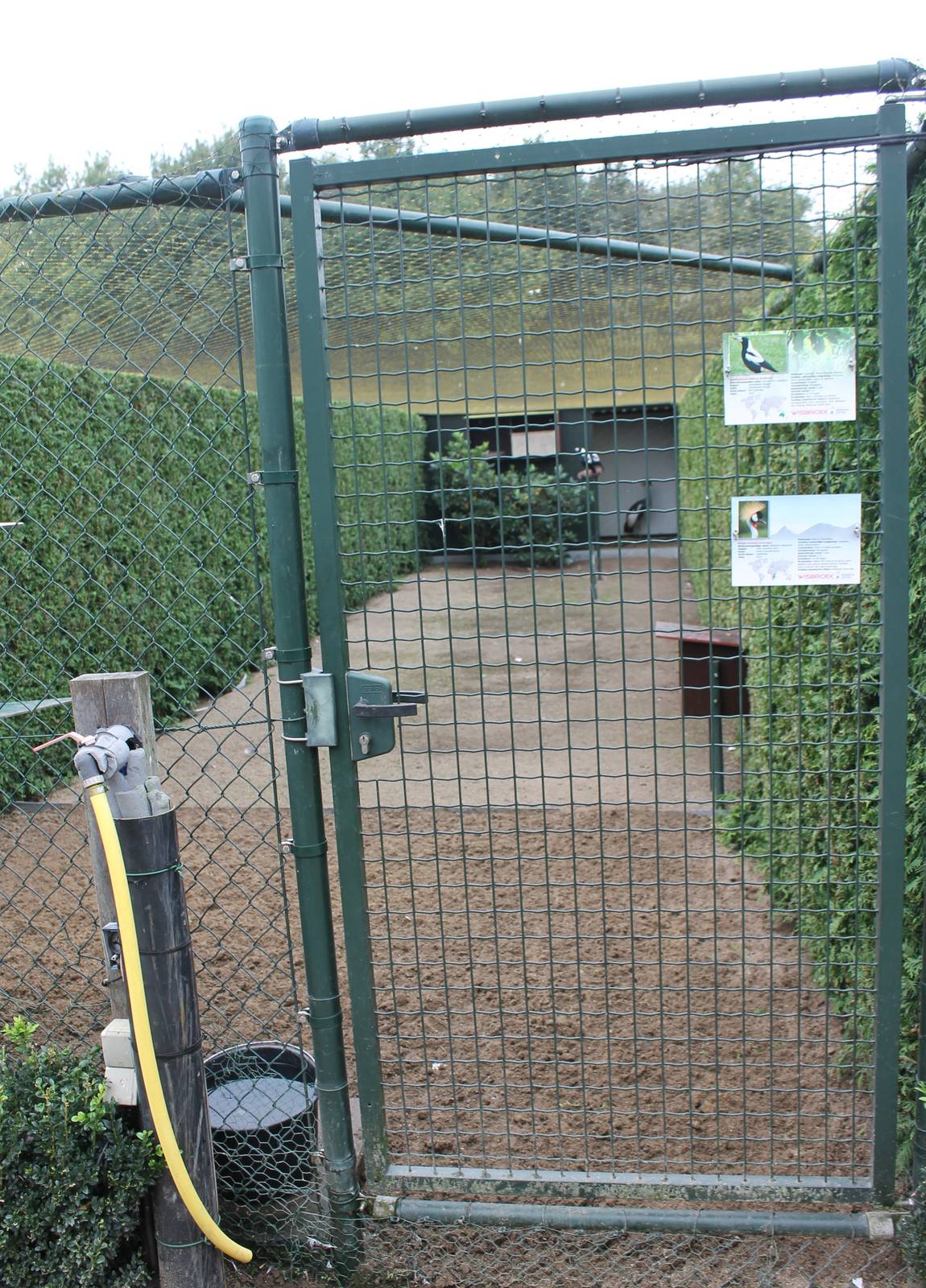 Enclosure Australian white-backed magpies