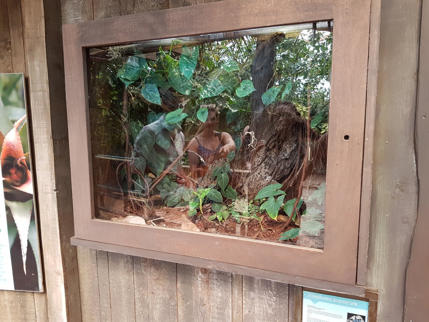 Enclosure Avicularia huriana