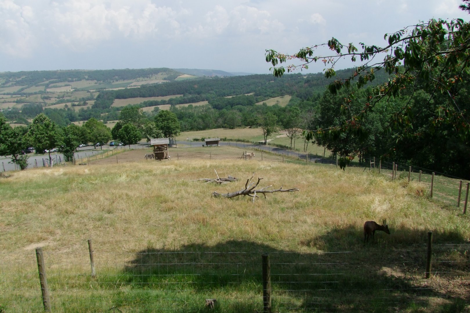 Enclosure Axis porcinus