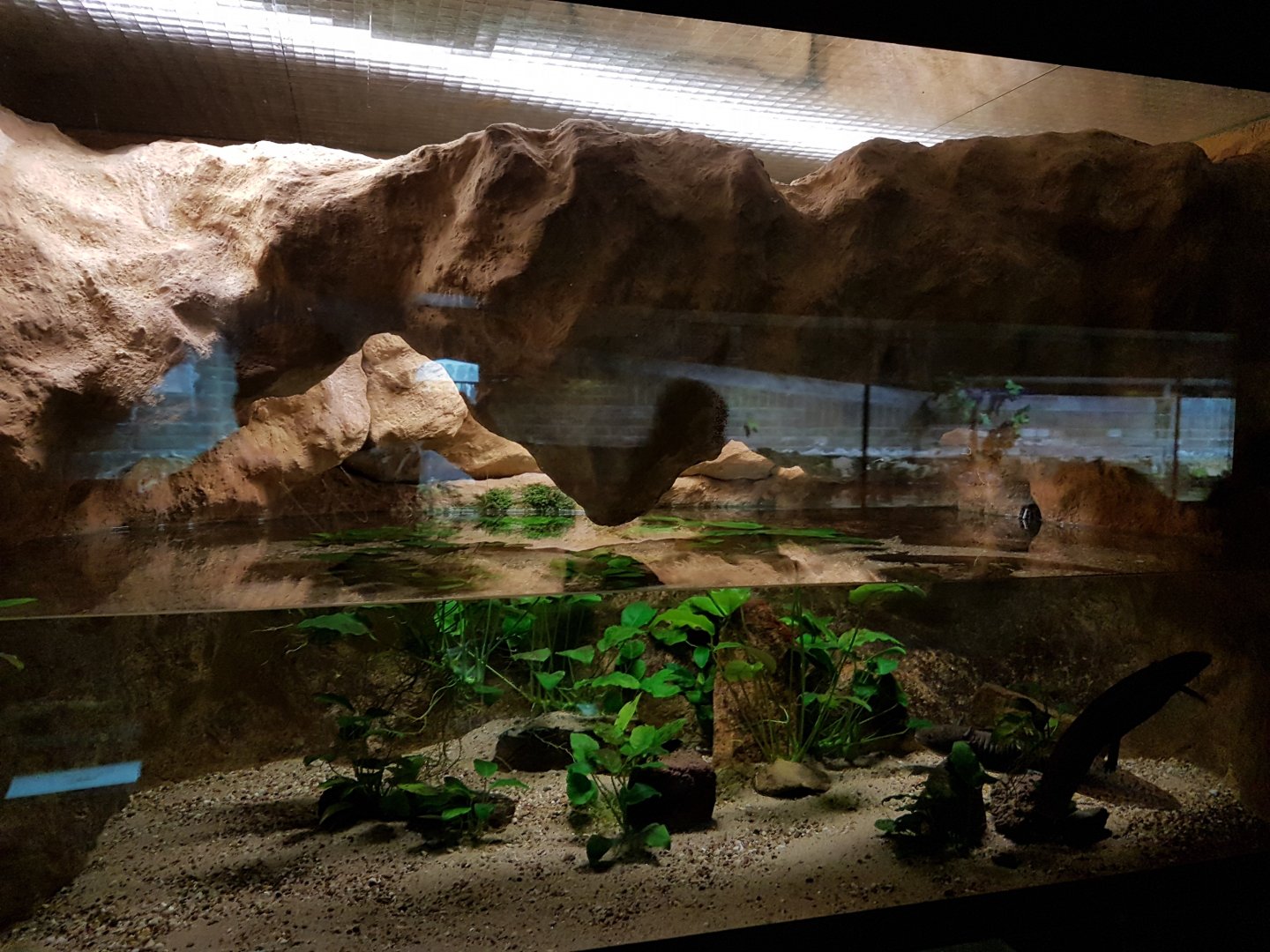 Enclosure Axolotl