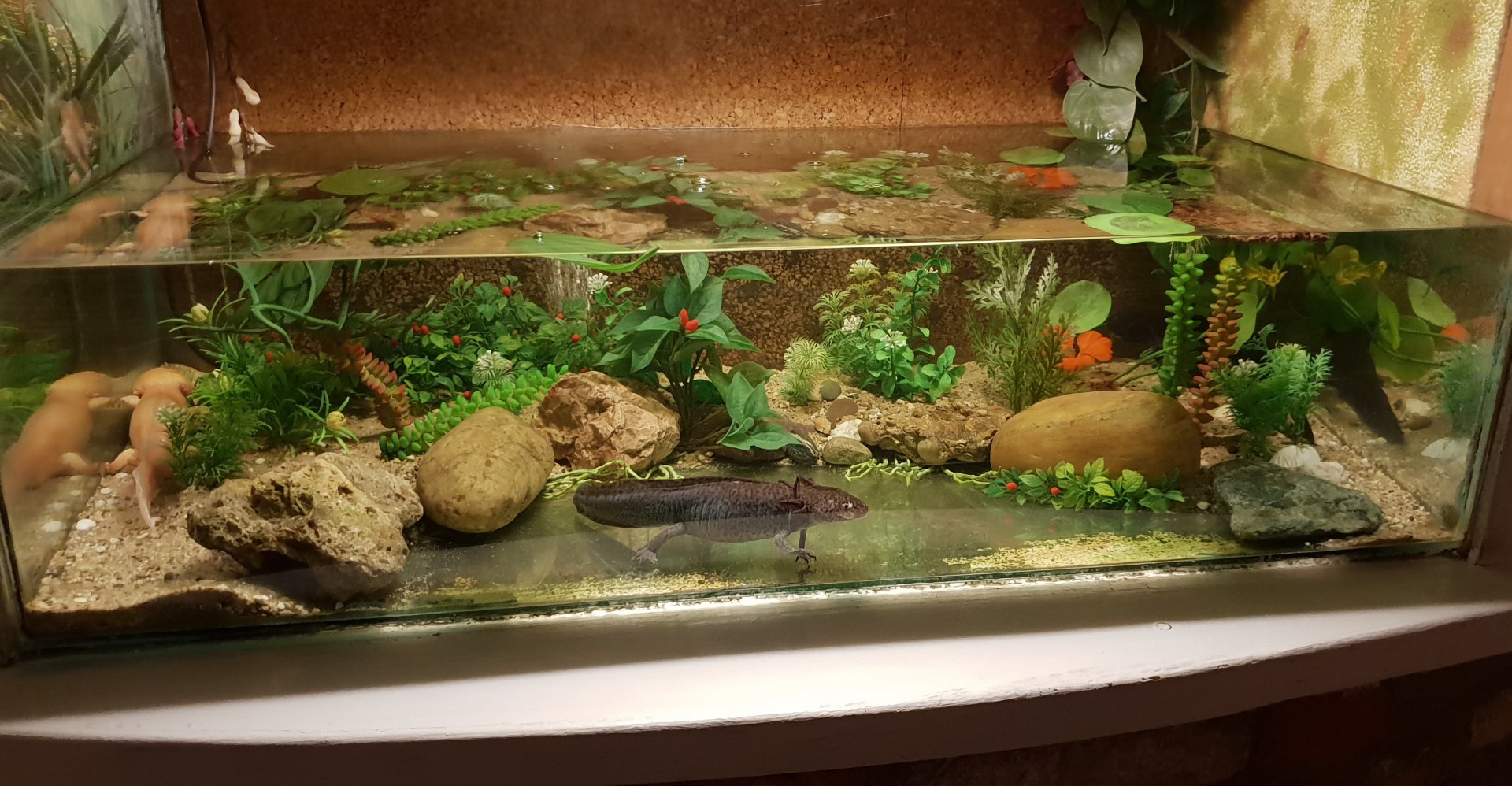 Enclosure Axolotl