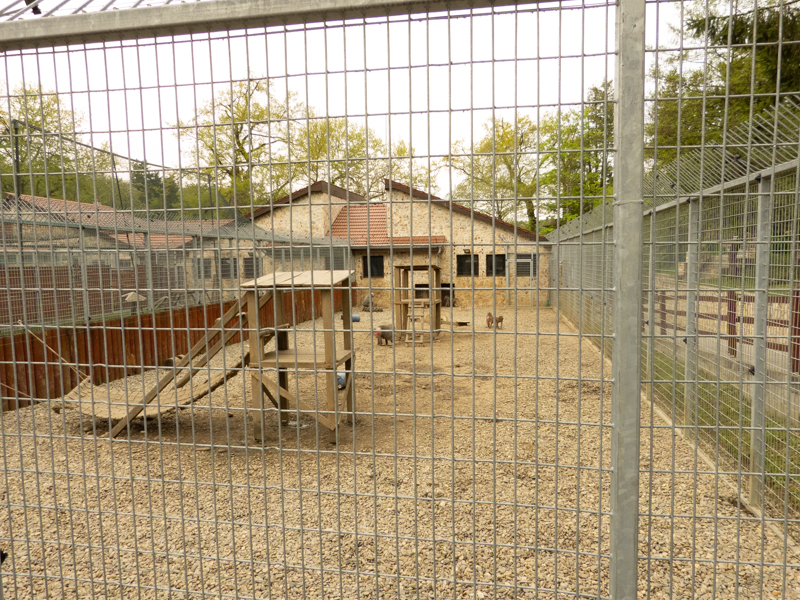 enclosure baboon