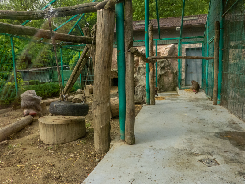 enclosure baboon