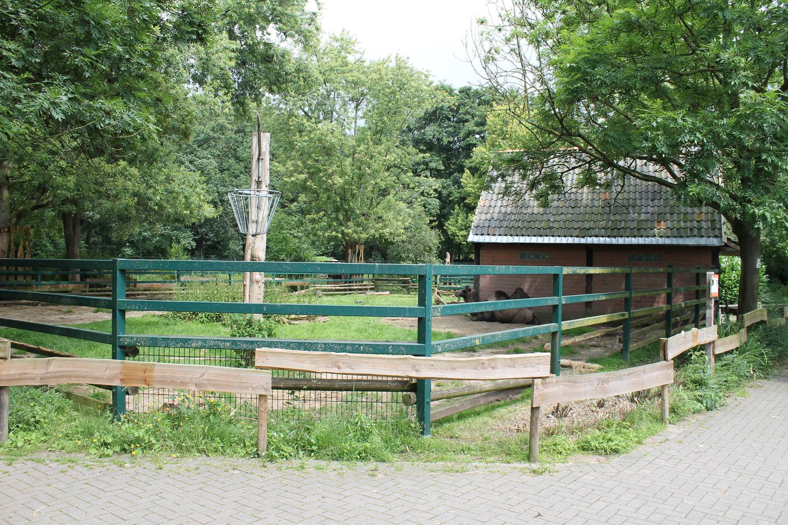 Enclosure Bactrian camel