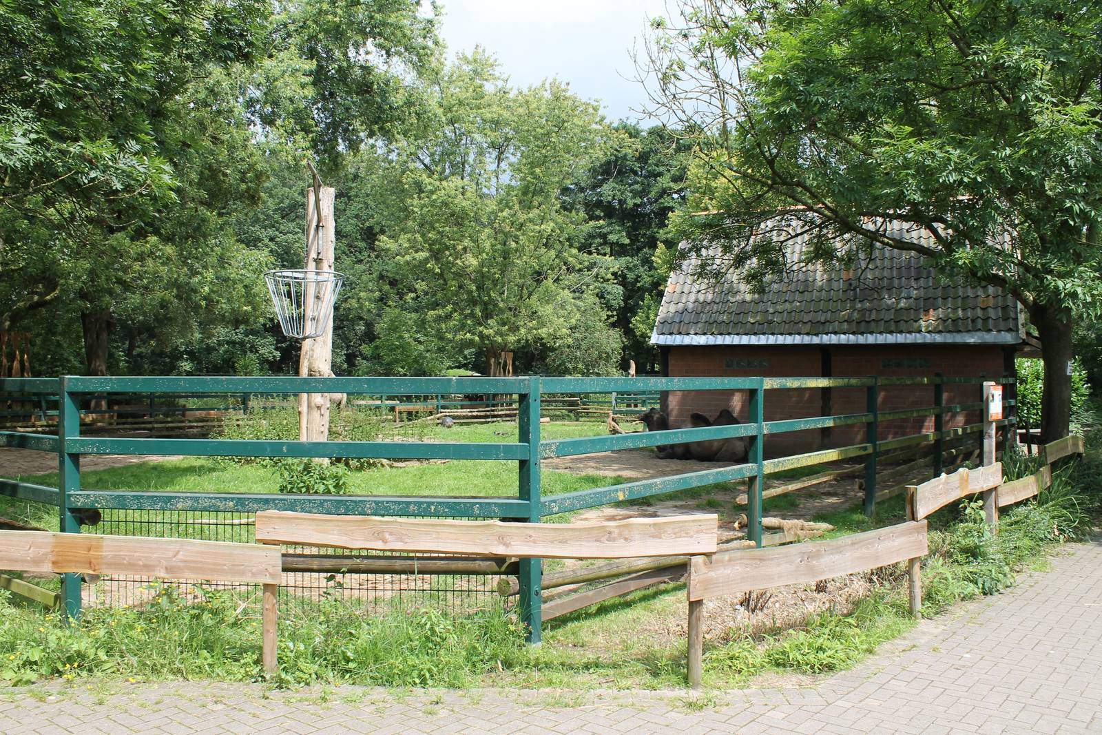 Enclosure Bactrian camel