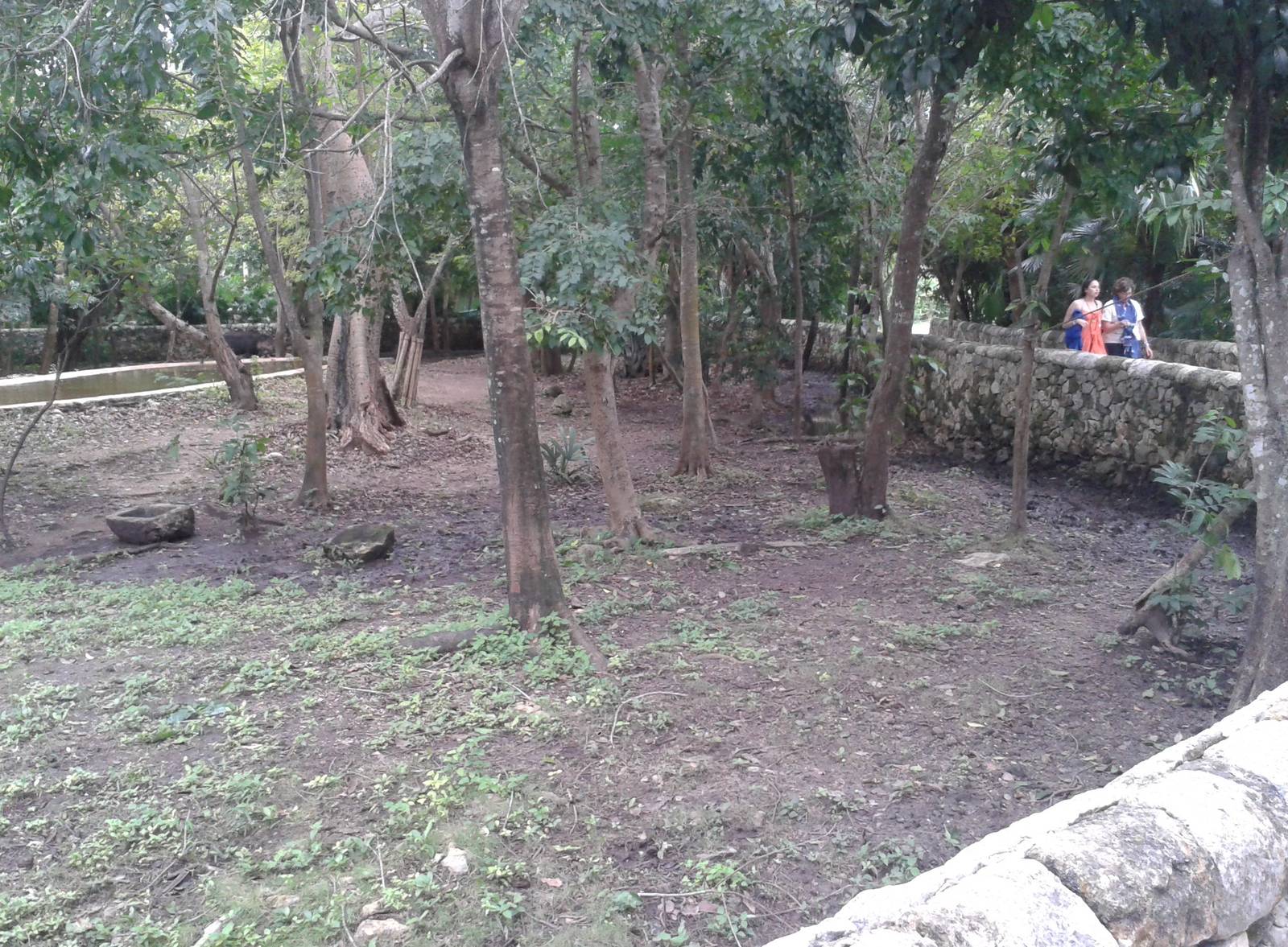 Enclosure Baird's tapir