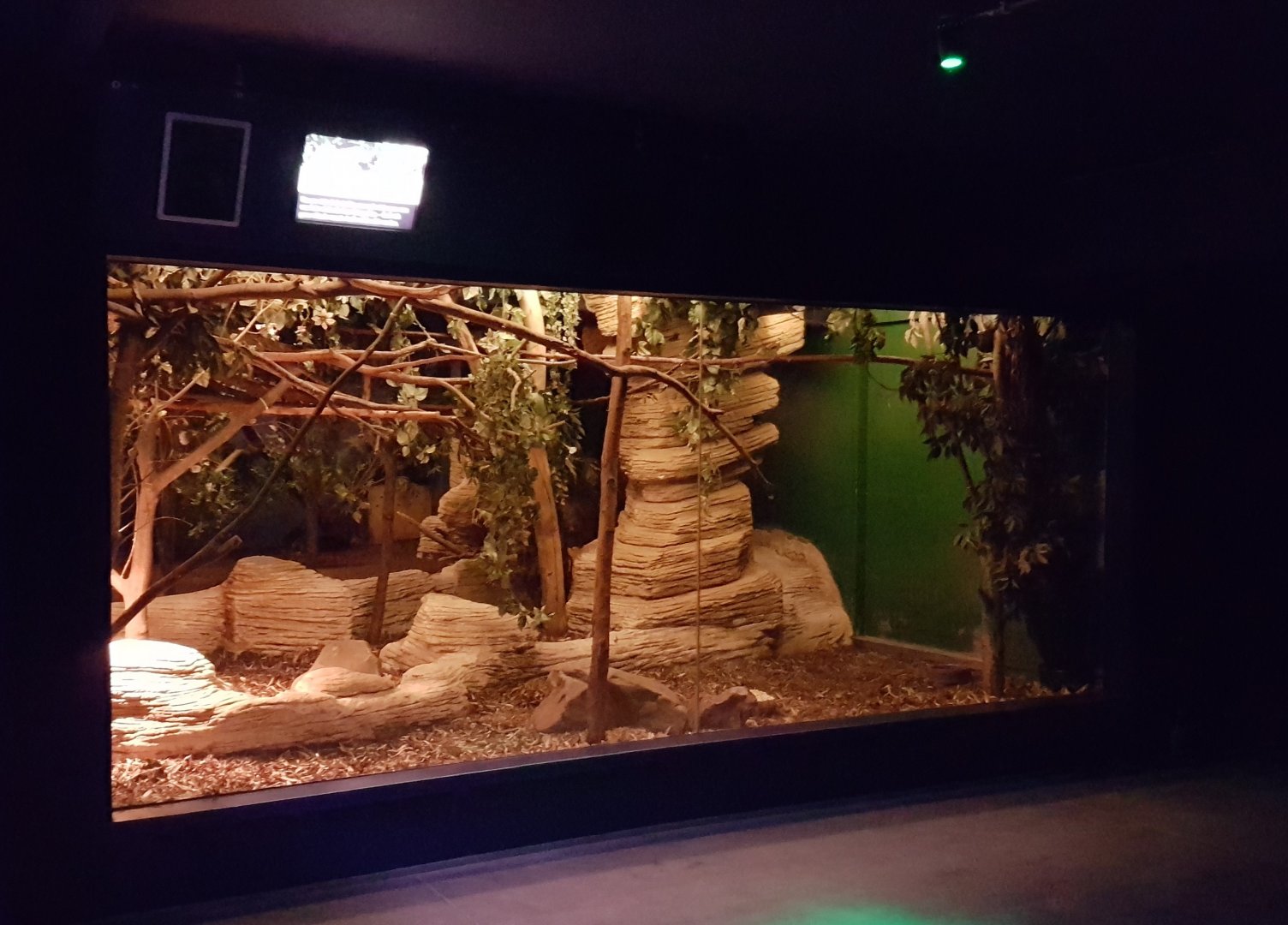 Enclosure Balabac mouse deer - Slender loris