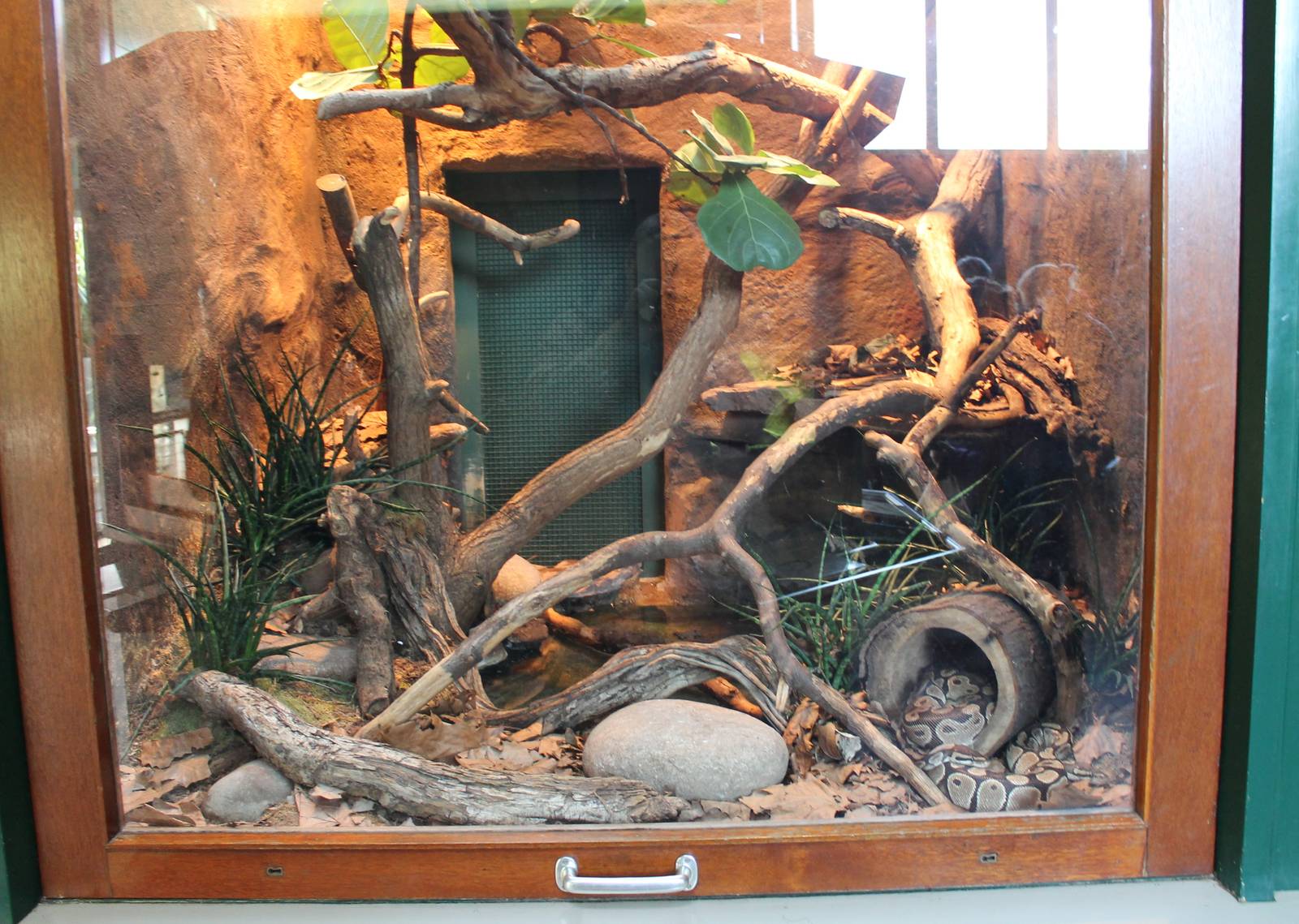 Enclosure Ball python