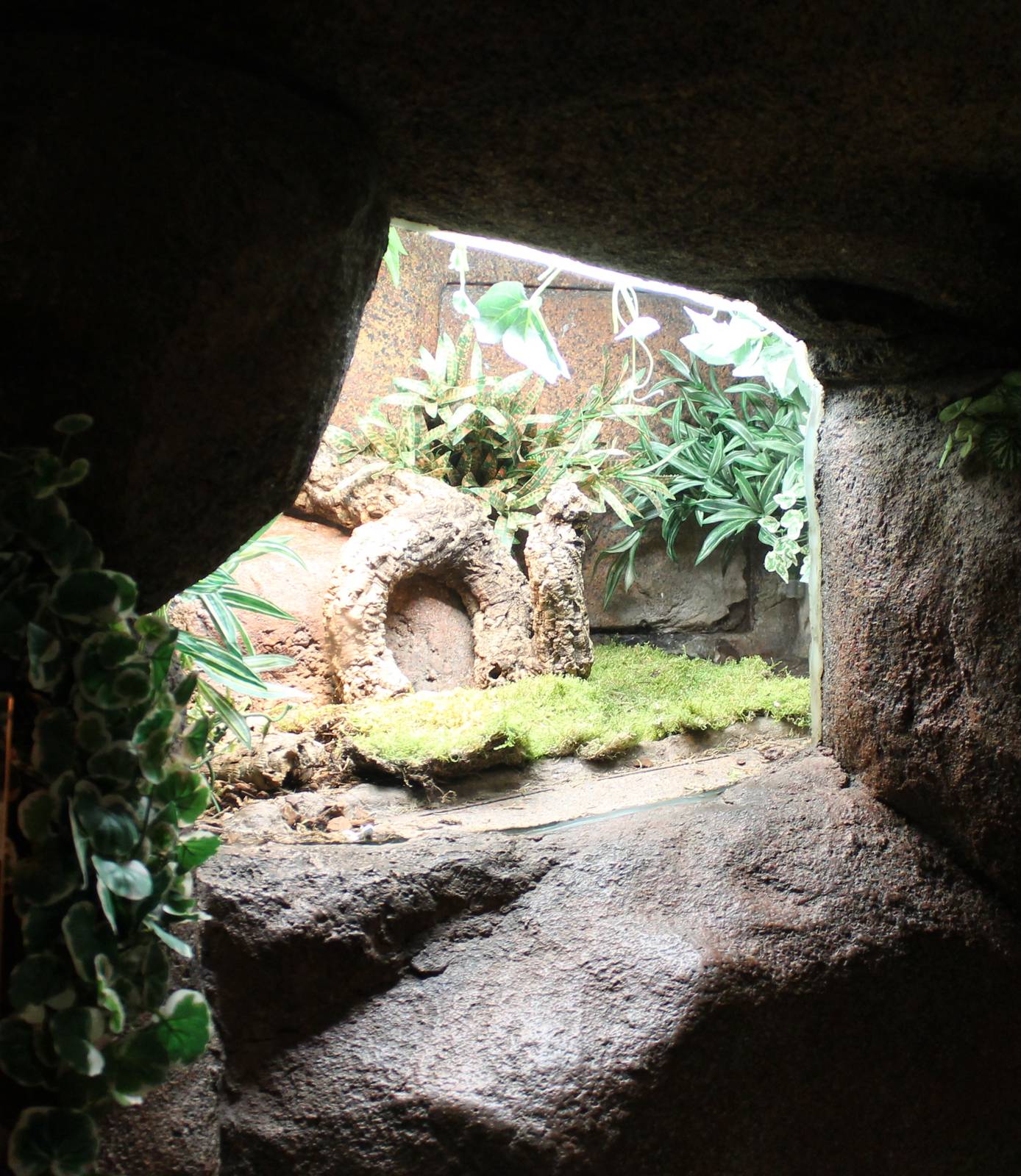 Enclosure Ball python