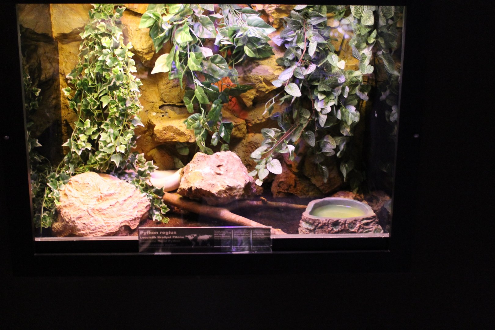 Enclosure Ball python