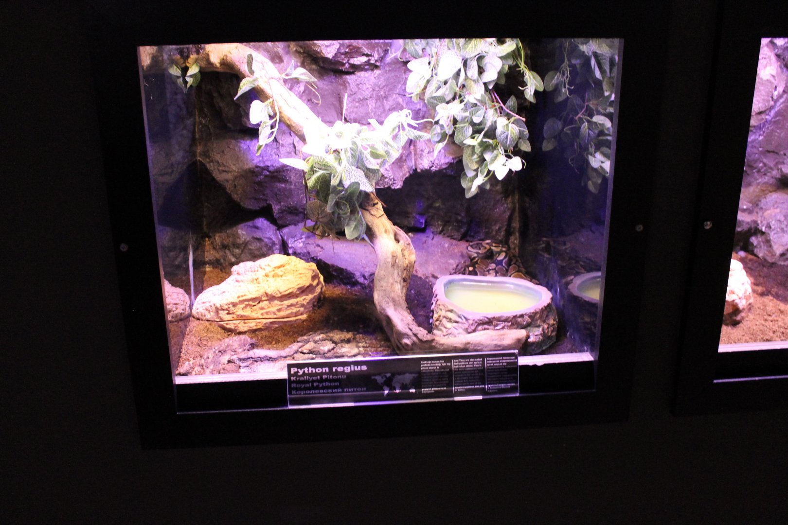 Enclosure Ball python
