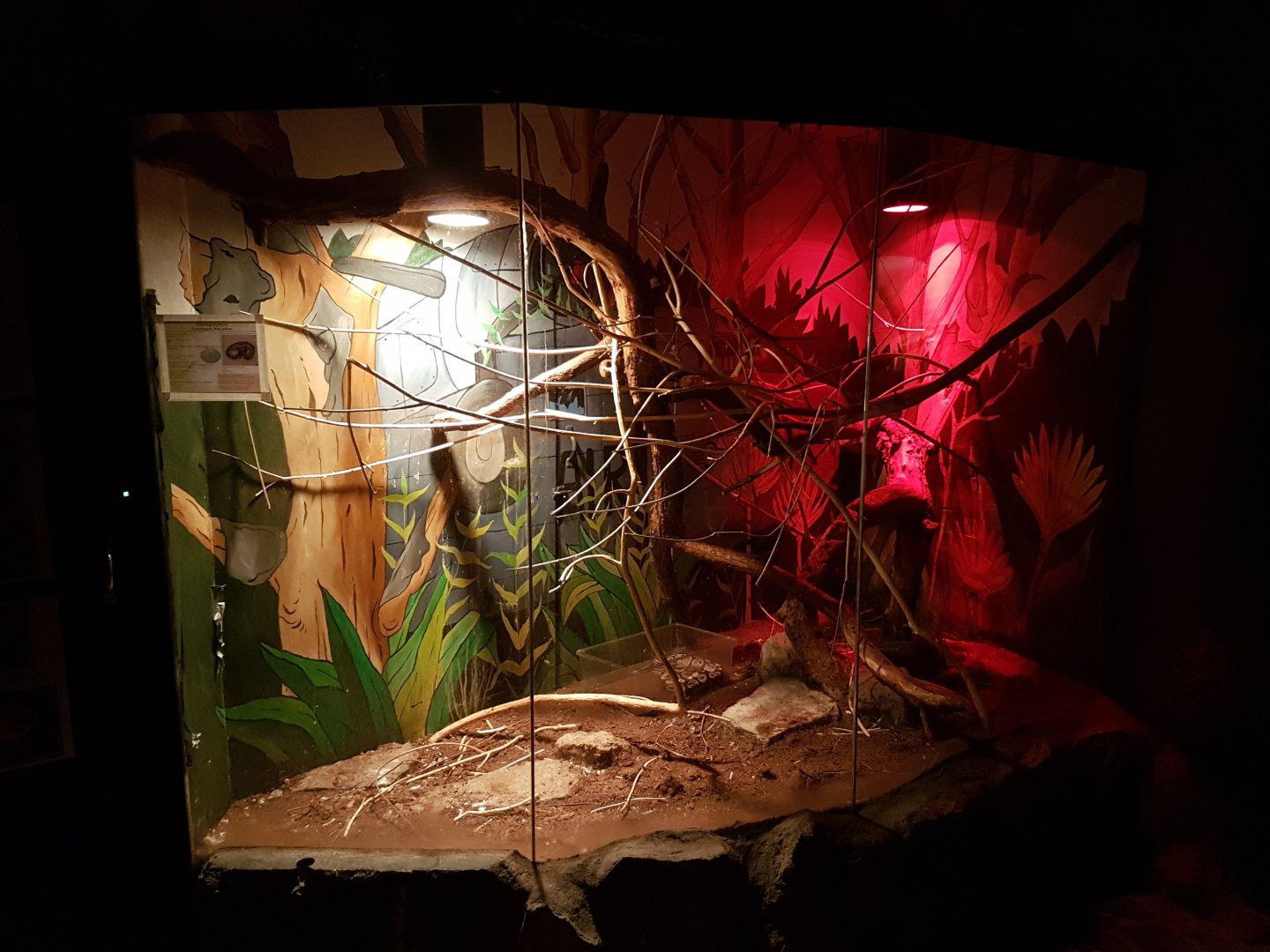 Enclosure Ball python