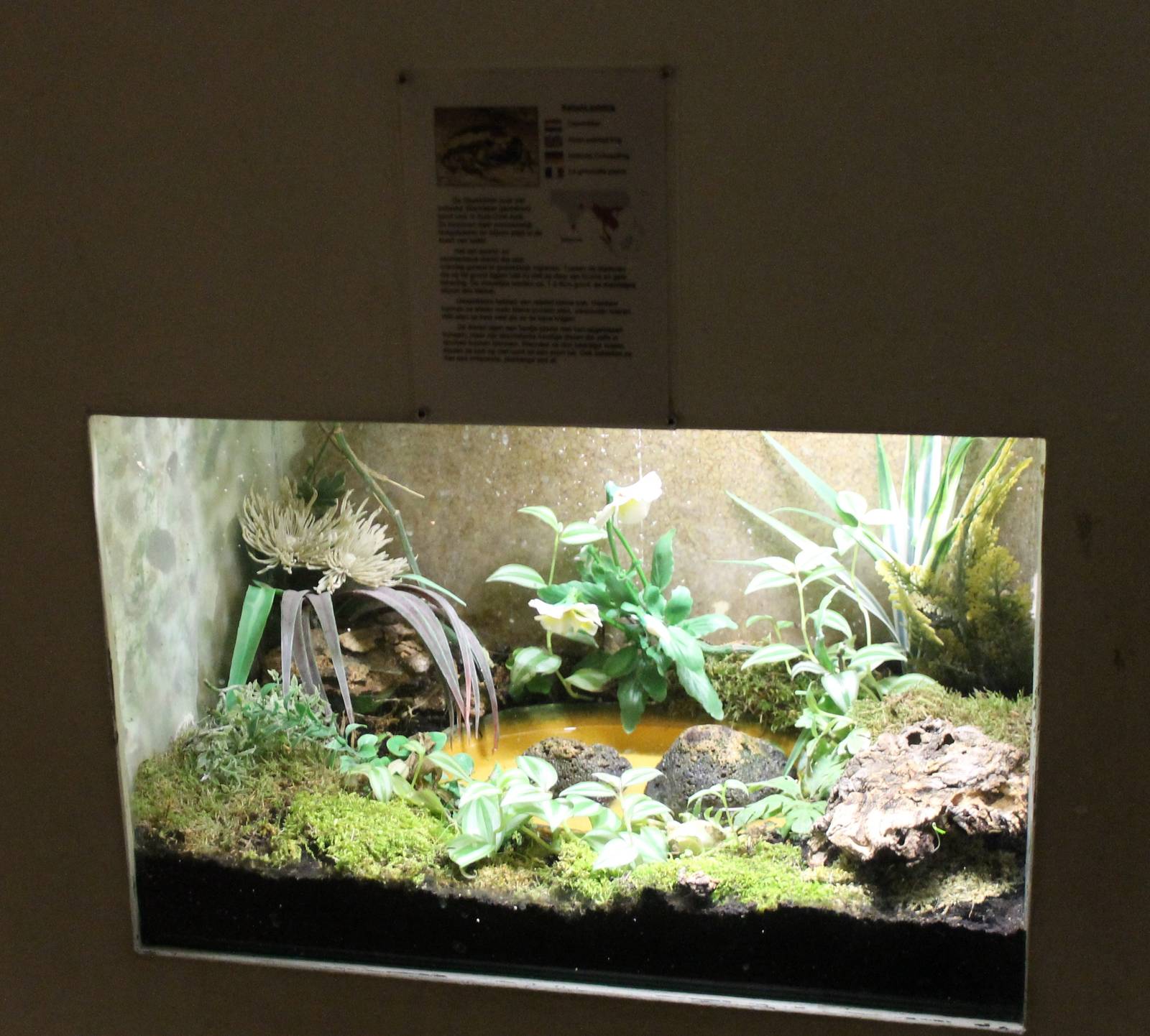 Enclosure Banded bullfrog