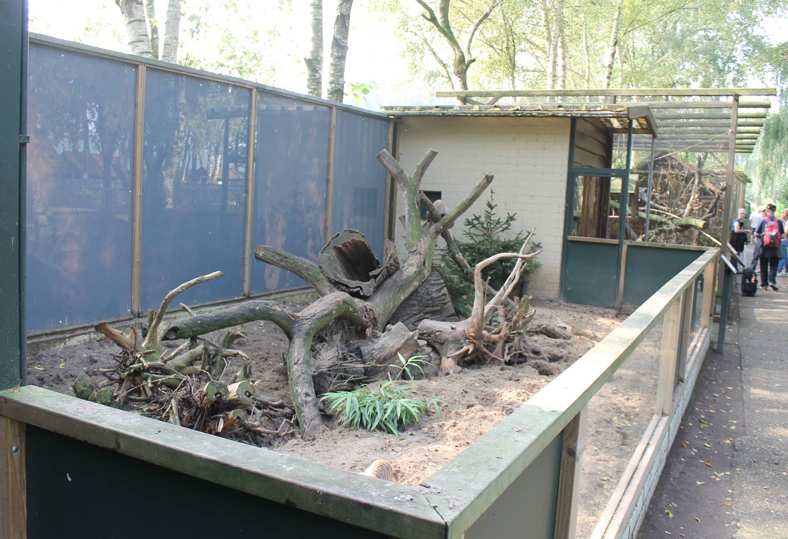 Enclosure Banded mongooses