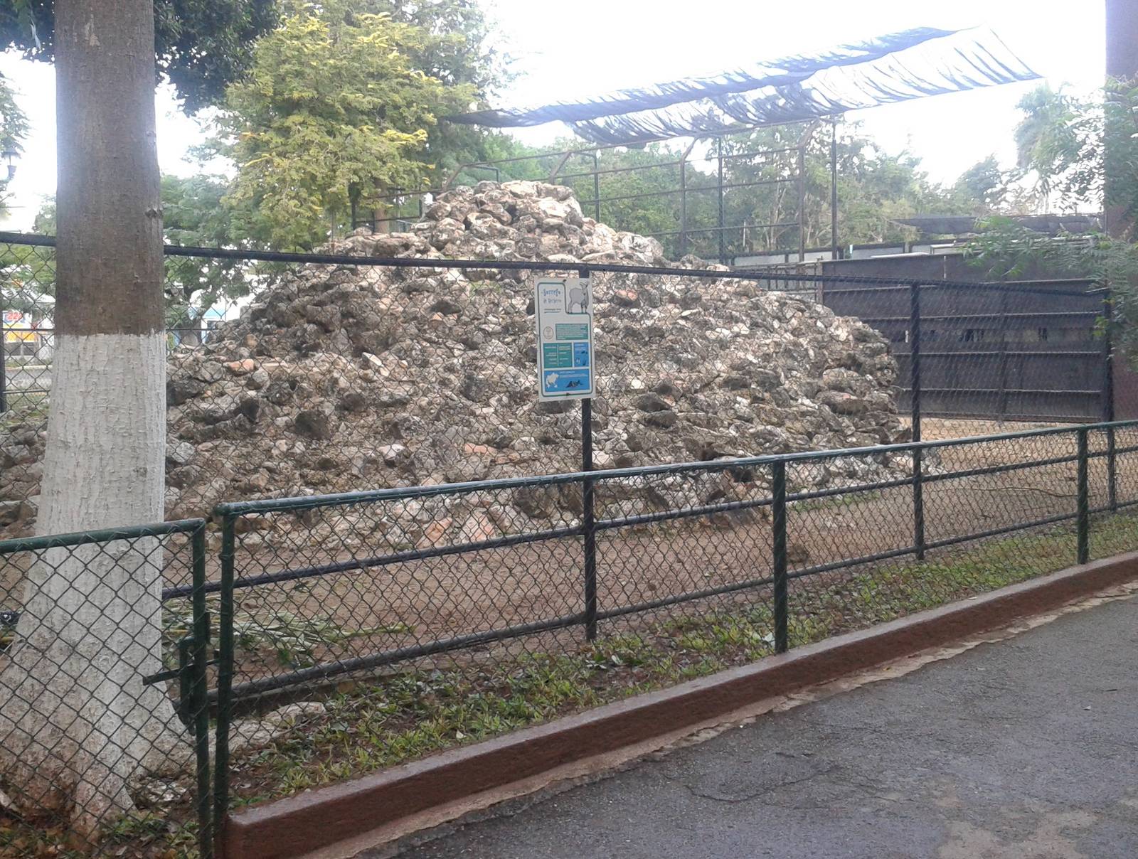 Enclosure Barbary sheep