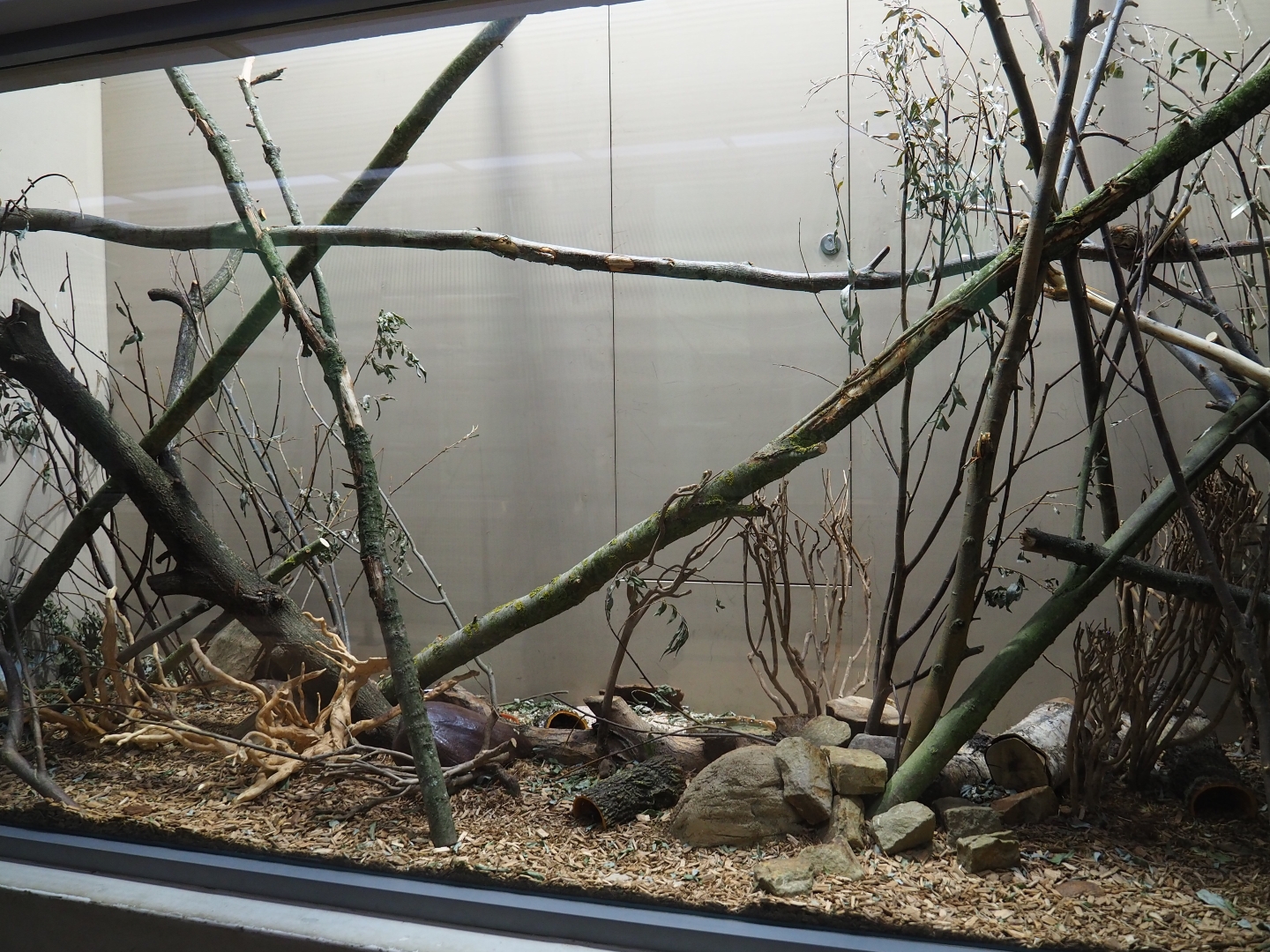 Enclosure Barbary striped grass mouse