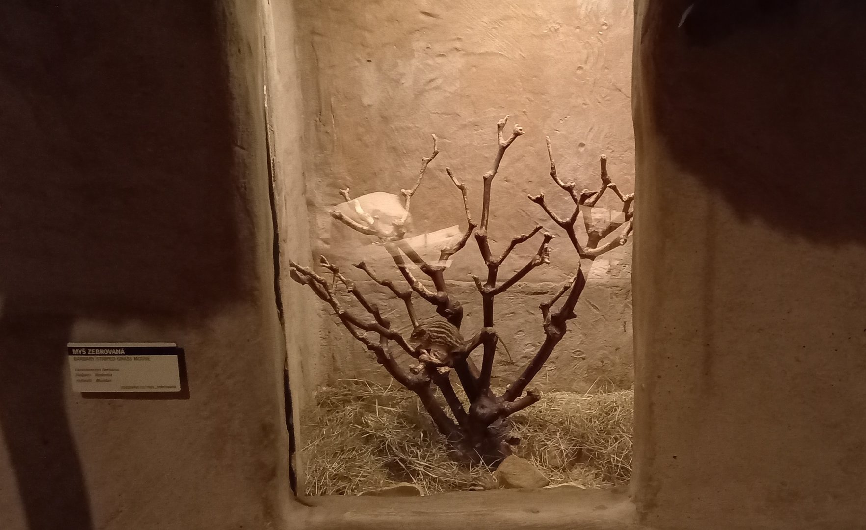 Enclosure Barbary striped grass mouse