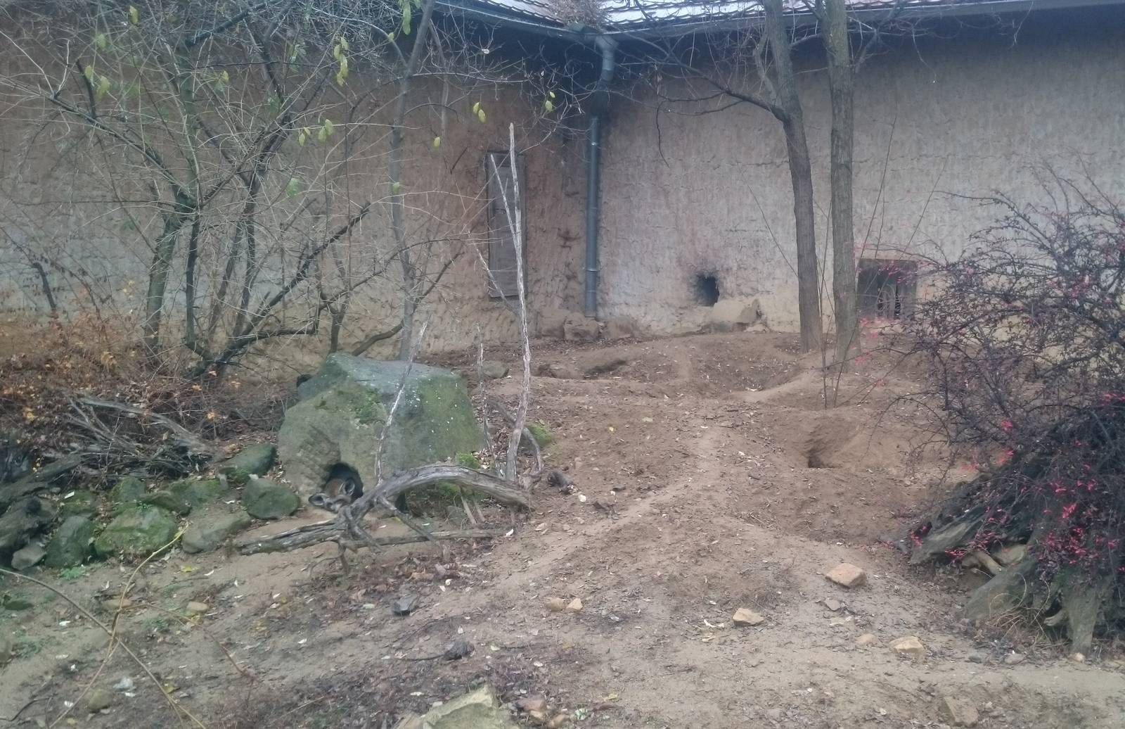 Enclosure Bat-eared fox