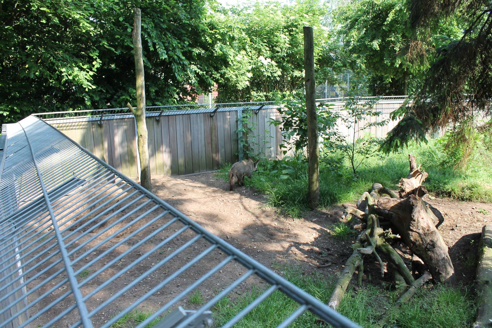 Enclosure Bat-eared fox