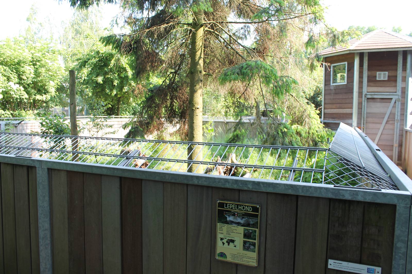 Enclosure Bat-eared fox