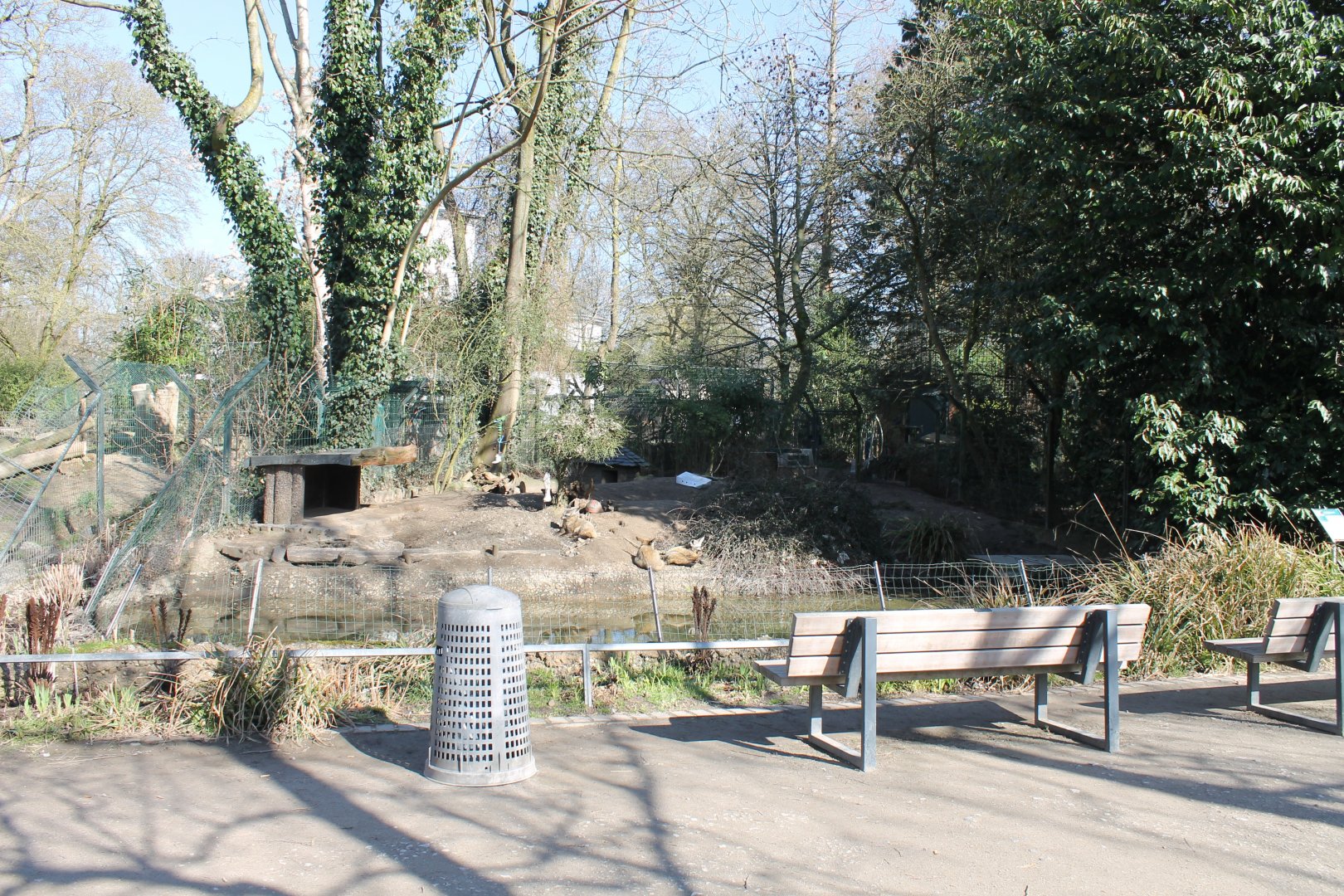 Enclosure Bat-eared fox
