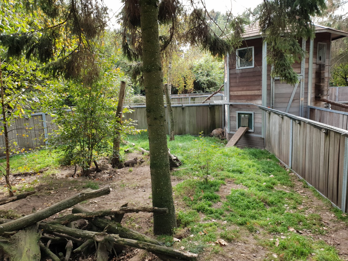 Enclosure Bat-eared fox
