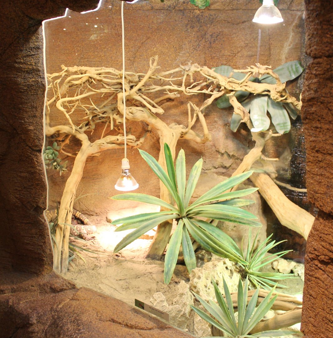 Enclosure Beaded lizard