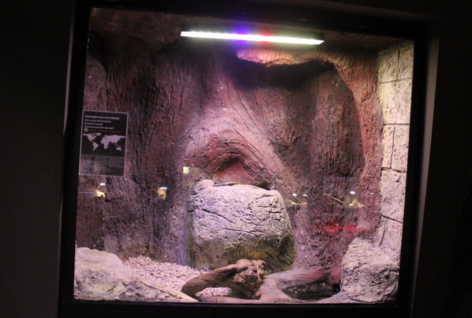 Enclosure Beaded lizard