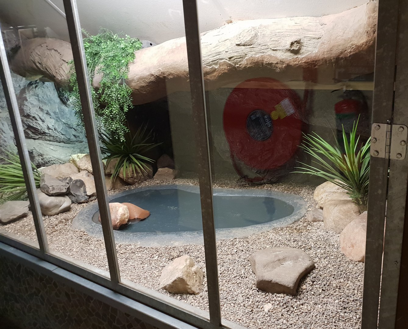 Enclosure Beaded lizard