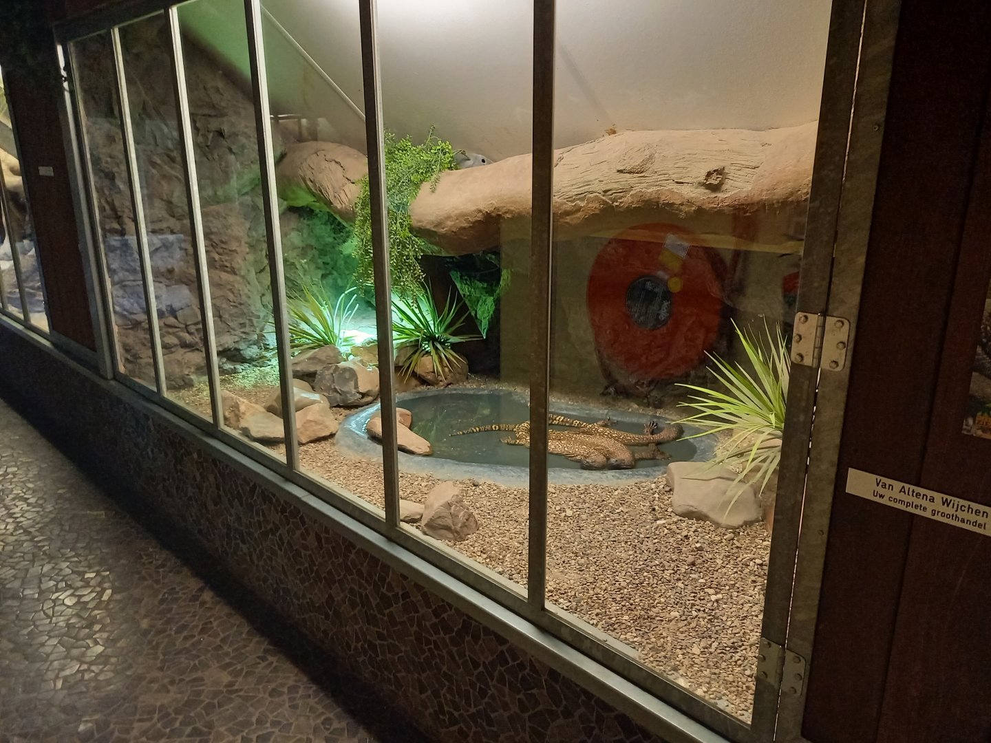 Enclosure Beaded lizard