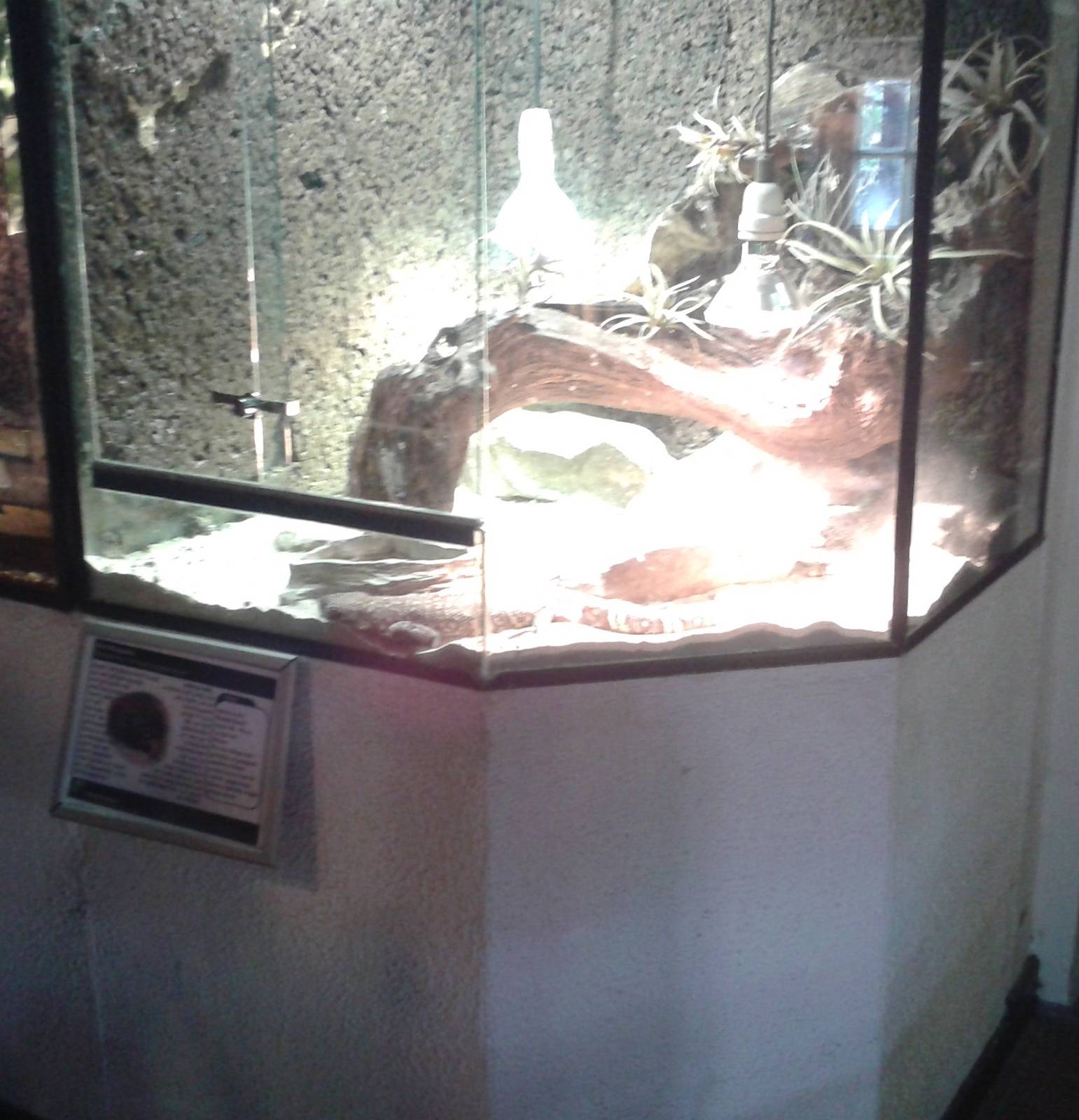 enclosure Beaded lizards