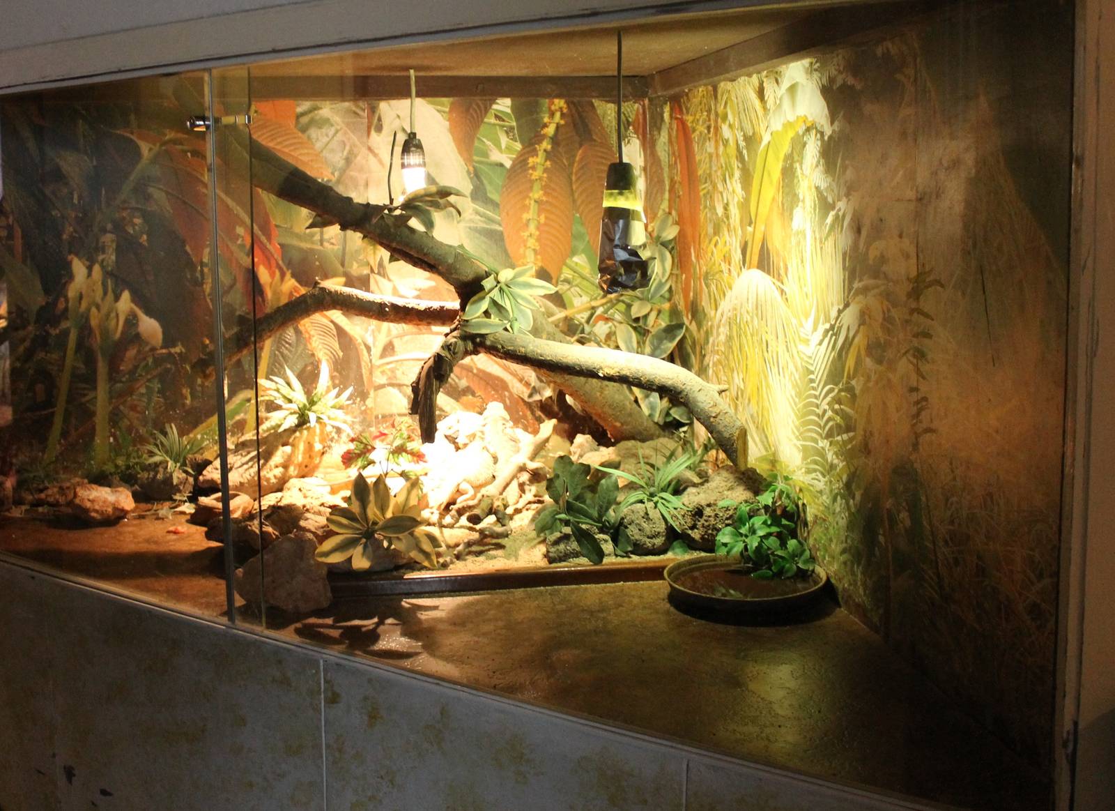 Enclosure Bearded dragon