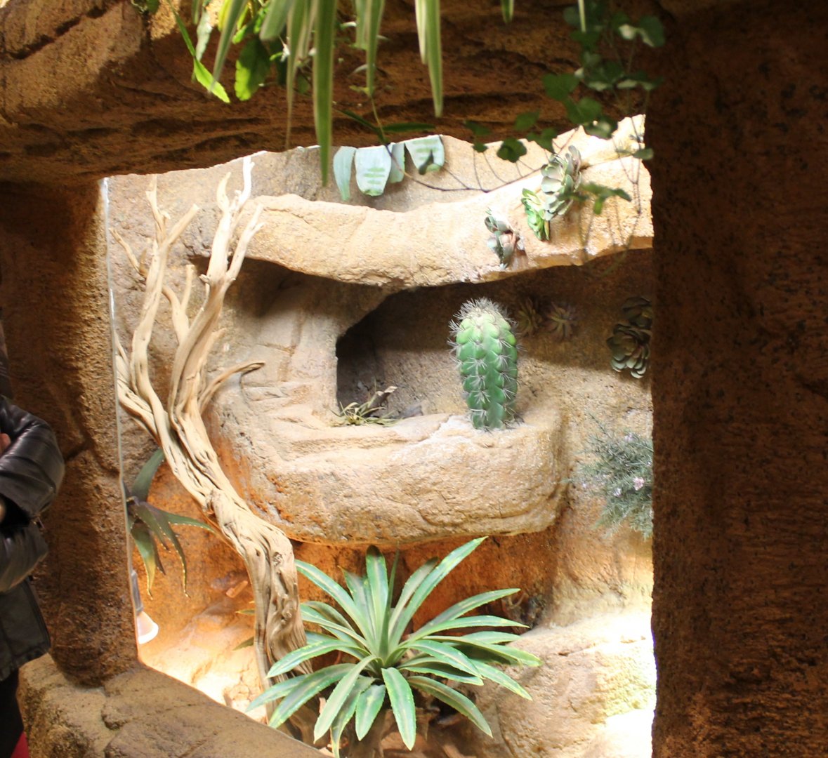 Enclosure Bearded dragon