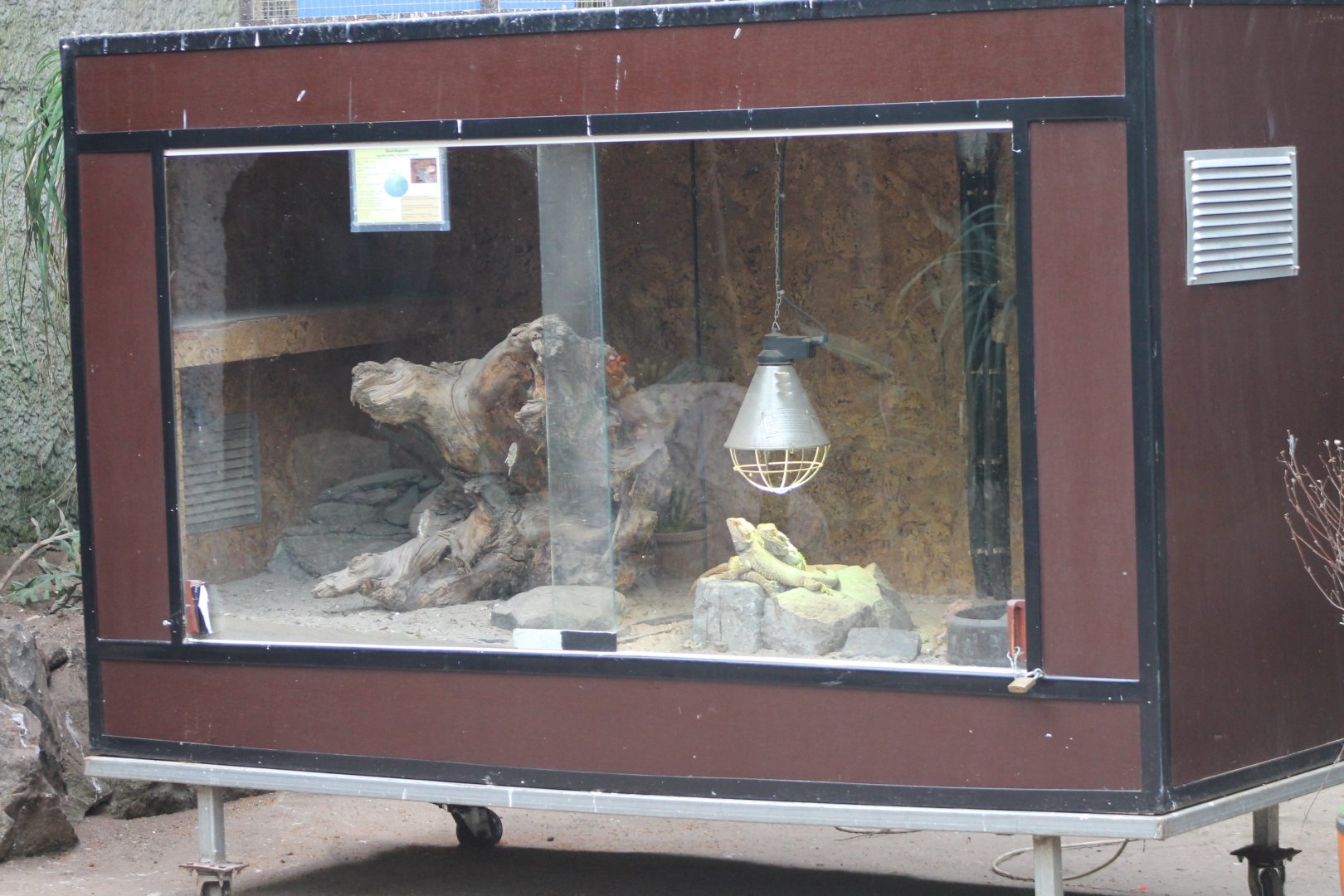 Enclosure Bearded dragon
