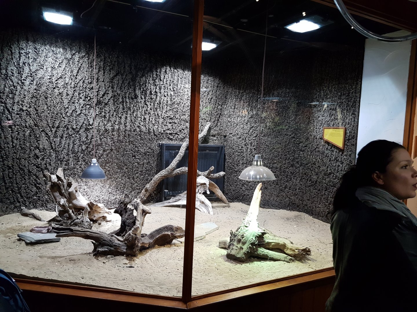Enclosure Bearded dragon