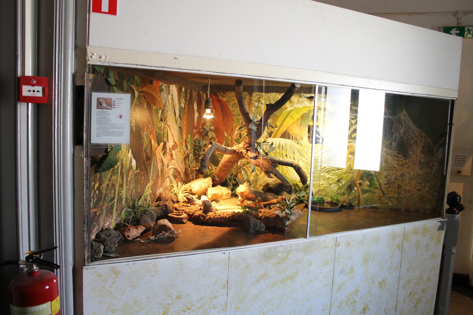 Enclosure Bearded dragon