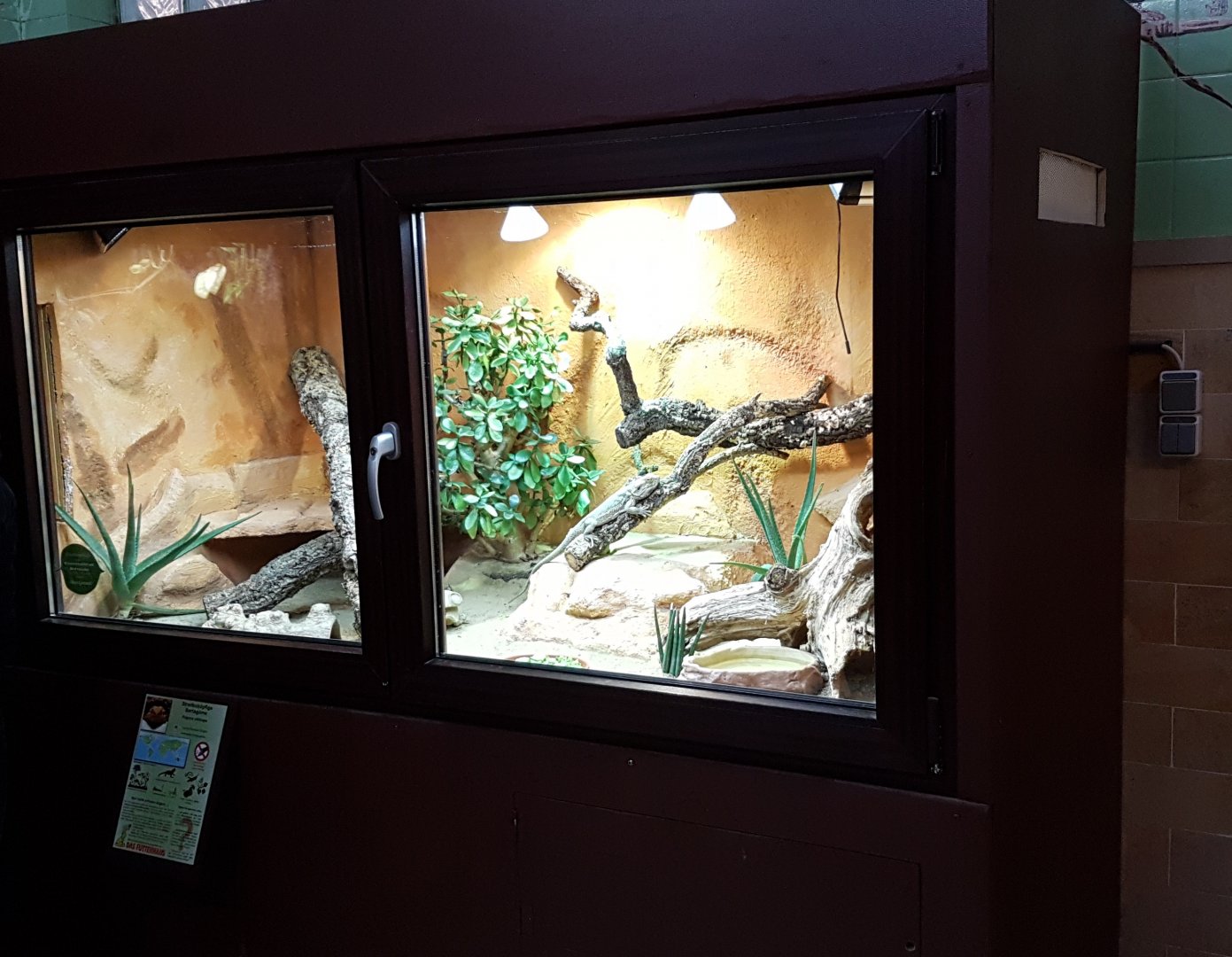 Enclosure Bearded dragon