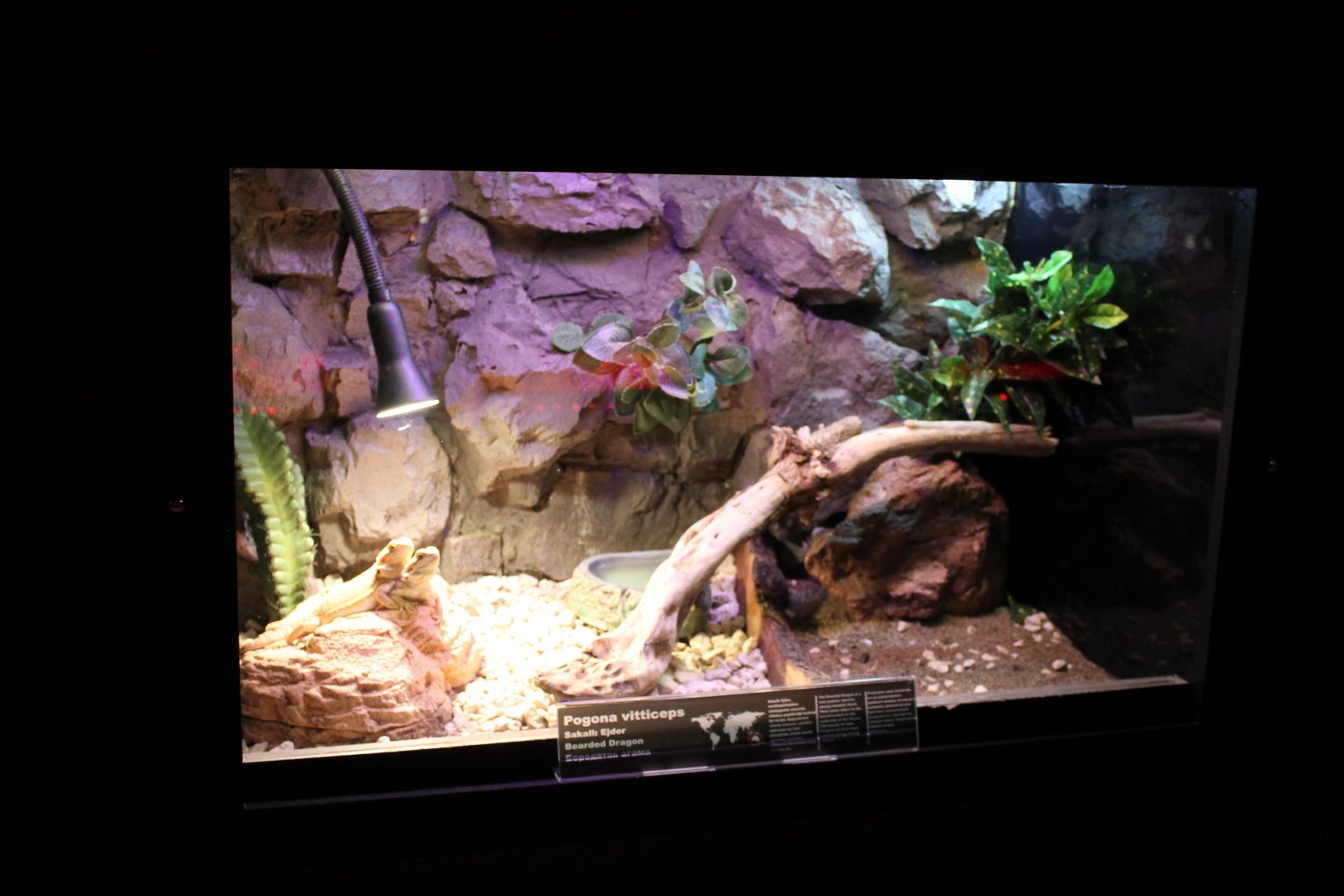 Enclosure Bearded dragon