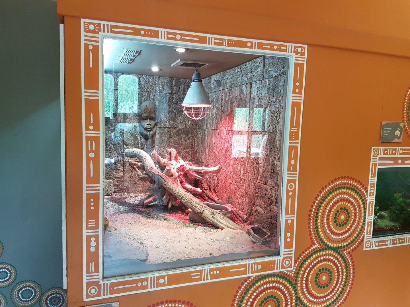 Enclosure Bearded dragon