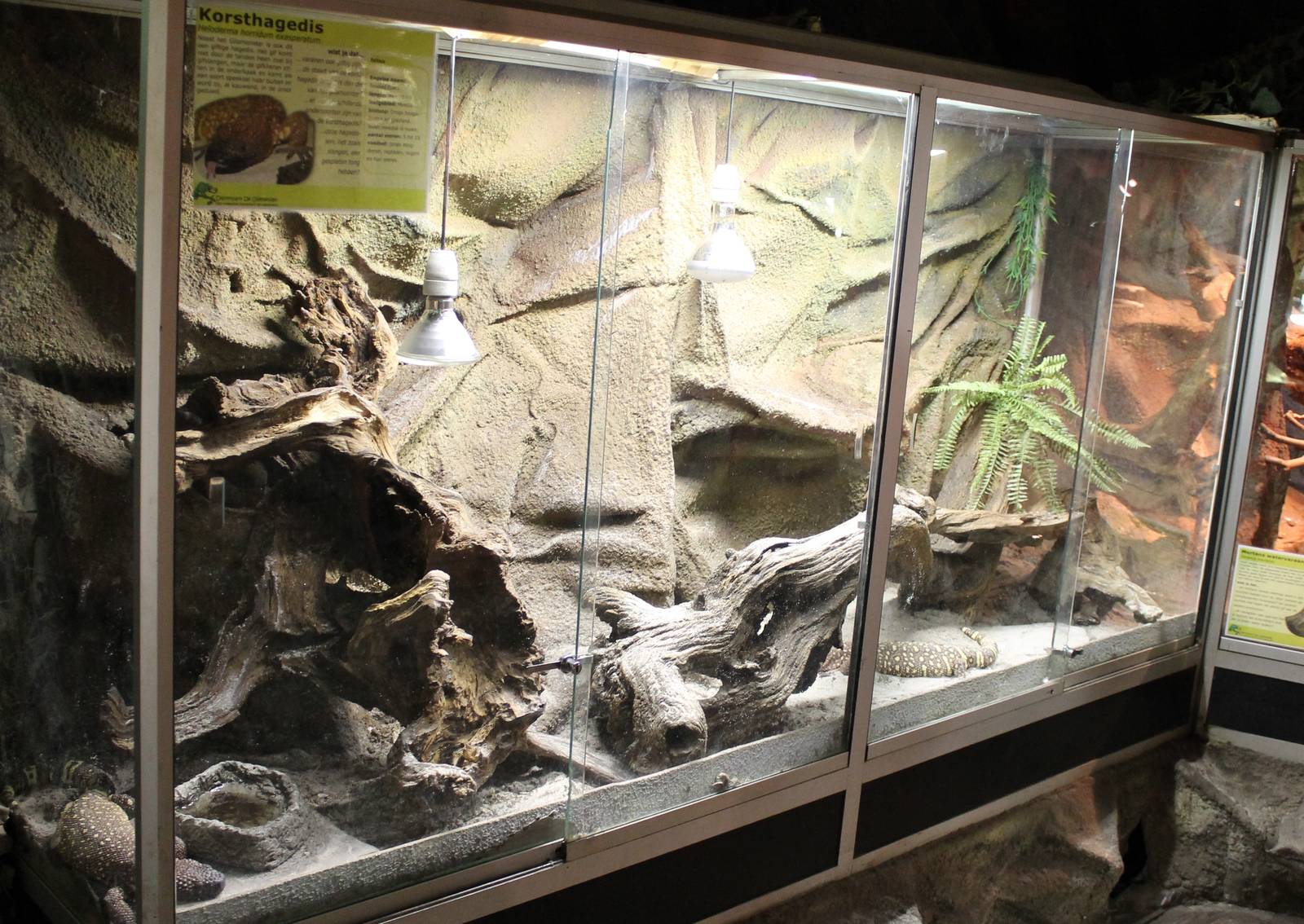 Enclosure Bearded lizards