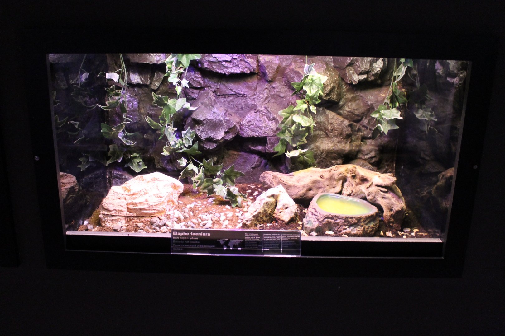 Enclosure Beauty rat snake