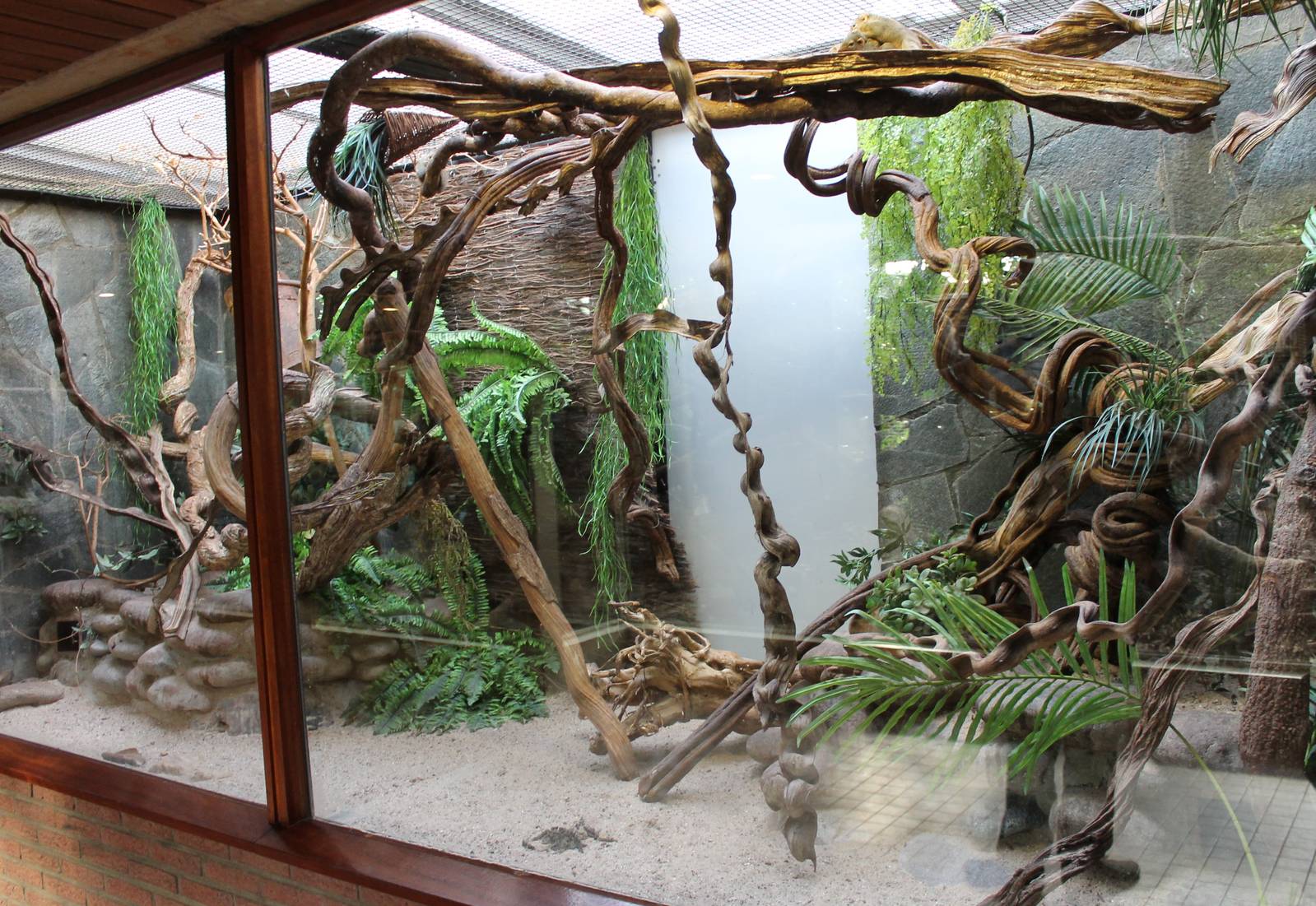 Enclosure Belanger's tree shrew